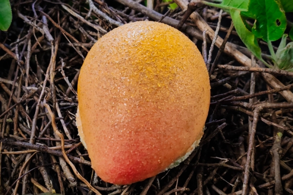 Snacking - Trompe L'Oeil Mangue